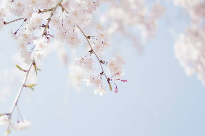 Cách giữ hoa hồng tươi lâu đến 2 tuần