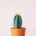 Bí quyết chọn hoa sinh nhật theo từng độ tuổi